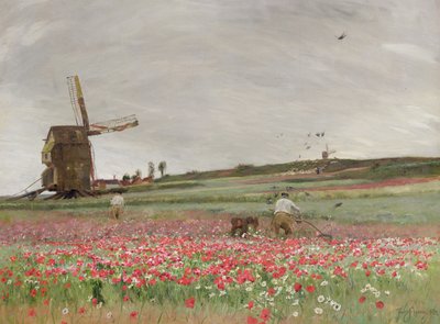Poppy Field by David Murray